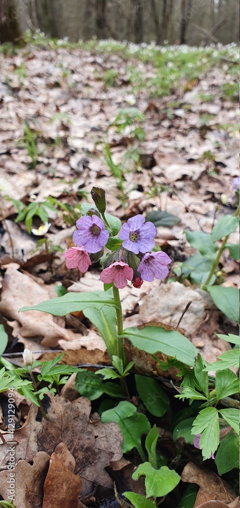 pink and purple flowers in the forest in spring pink and purple flowers in the forest in spring