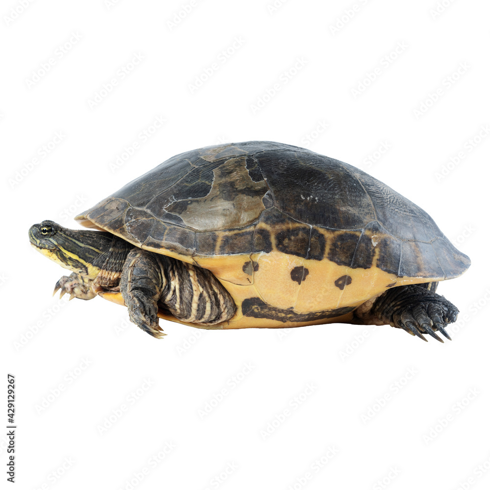 Obraz premium The Chicken Turtle (American Snake Necks) isolated on white background. Deirochelys reticularia, side view