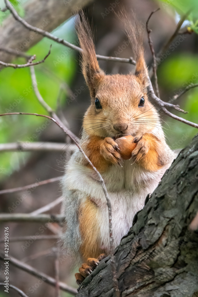 The squirrel with nut sits on a branches in the spring or summer. The squirrel with nut sits on a branches in the spring or summer.