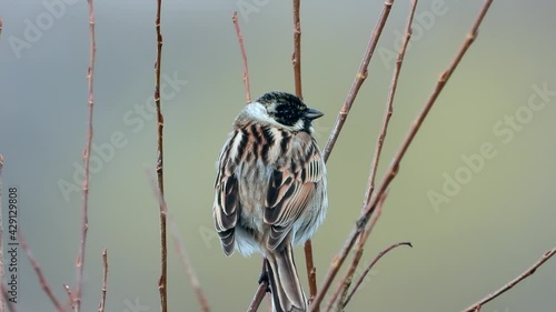 Rohrammer (Emberiza schoeniclus) photo