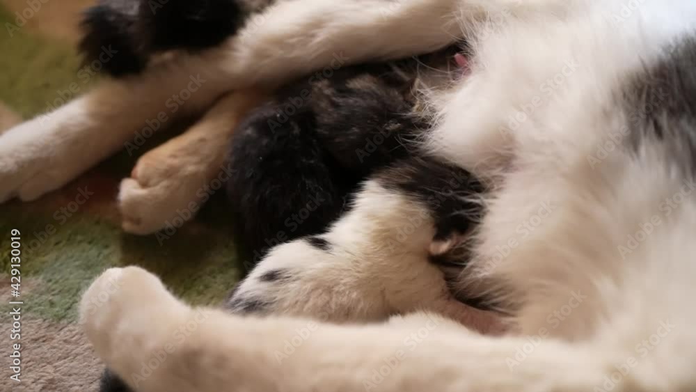 Funny Newborn Cute Kittens Fighting for Breast Milk Funny Newborn Cute Kittens Fighting for Breast Milk