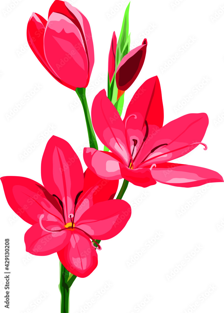 Vector of red crocus flowers