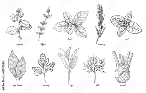 Collection of seasoning and culinary herb, hand drawn sketch vector illustration, vintage engraving set isolated on white background.