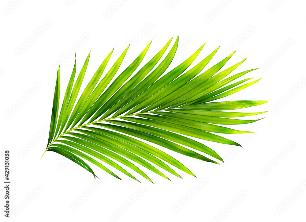Fototapeta premium green leaves of palm tree isolated on white background