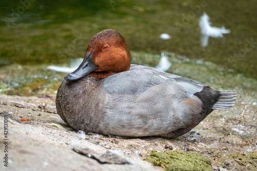 Beautiful duck, Common pochard male, Aythya ferina, sits on the pond shore. photo