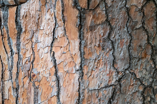 Bark of pine tree. Natural coniferous bark background