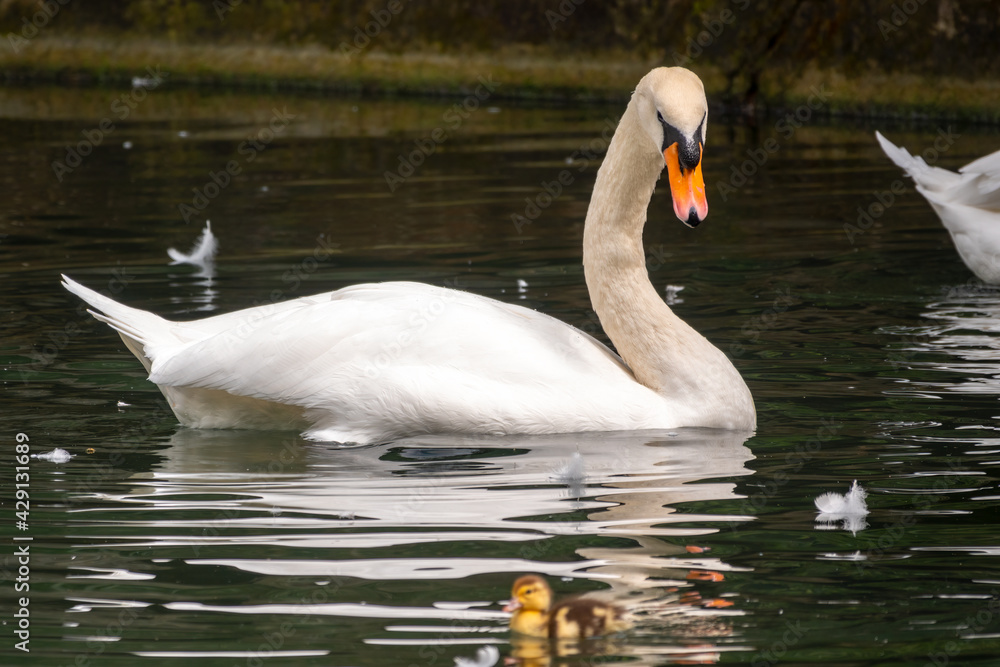 A graceful white swan swimming on a lake with dark green water. The white swan is reflected in the water A graceful white swan swimming on a lake with dark green water. The white swan is reflected in the water