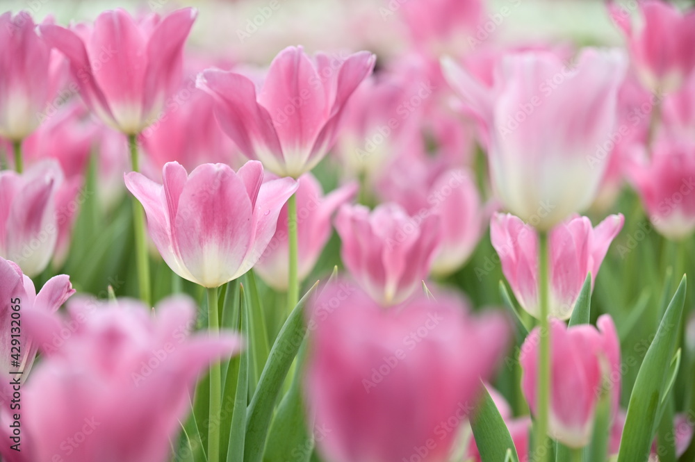 Close-up shot of pink tulips in the garden on a beautiful spring day. Tulip Festival. The beauty of nature. Vibrant color blooming in the spring garden. Flower bed.