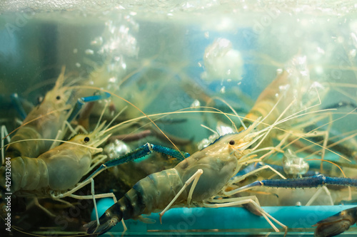 Multiple live king prawns, also known as River shrimp in a restaurant fish tank for cuisine