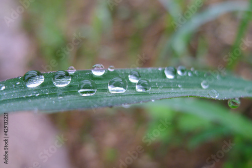 water drops on the leaf