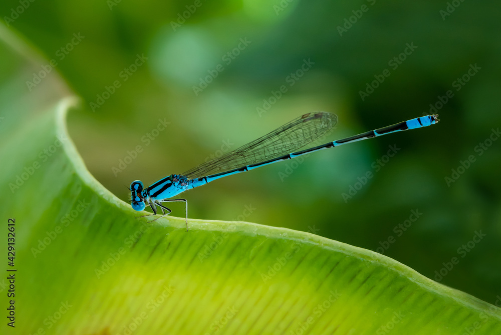 Blue dragonfly on green leaf.