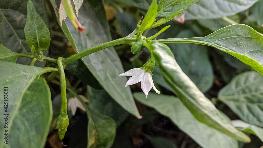 Hidden white flower in greenery. Hidden white flower in greenery.