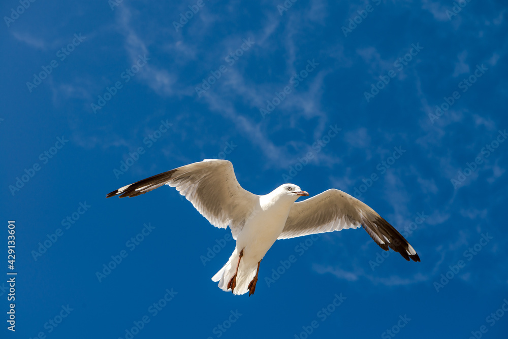 Seagull was flying above Chelsea Beach during summer, Australia Dec 2019. Seagull was flying above Chelsea Beach during summer, Australia Dec 2019.