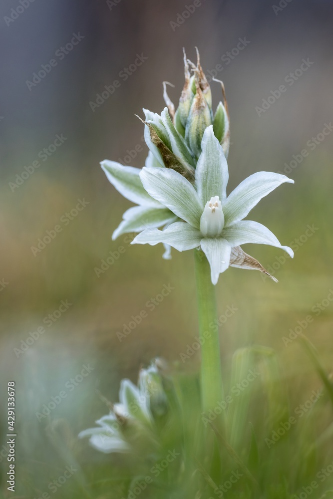 Fototapeta premium Nickender Milchstern