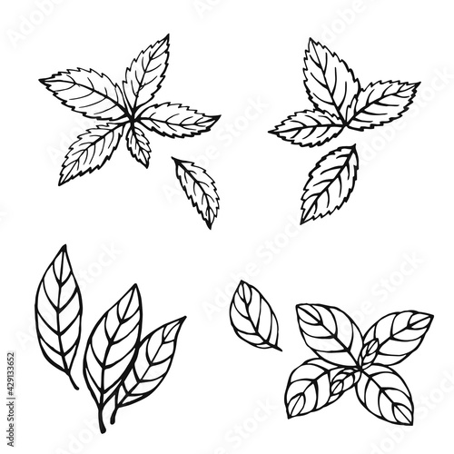 Hand drawn mint, bay leaves, green basil, red basil. Design elements isolated on white. Cooking icons. Vector illustration