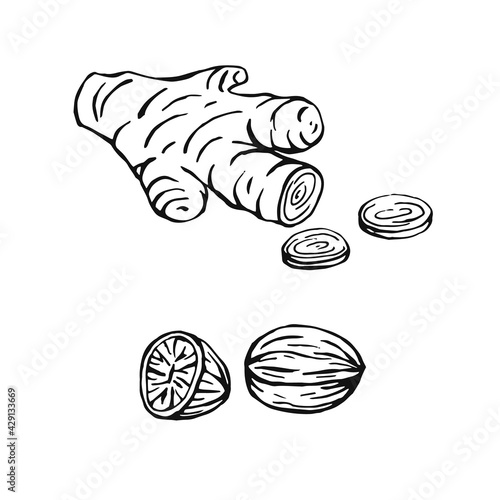 Hand drawn ginger, nutmeg. Design elements isolated on white. Cooking icons. Vector illustration