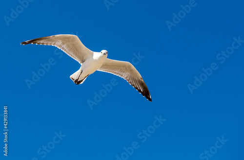 Seagull was flying above Chelsea Beach during summer, Australia Dec 2019.