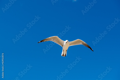 Seagull was flying above Chelsea Beach during summer  Australia Dec 2019.