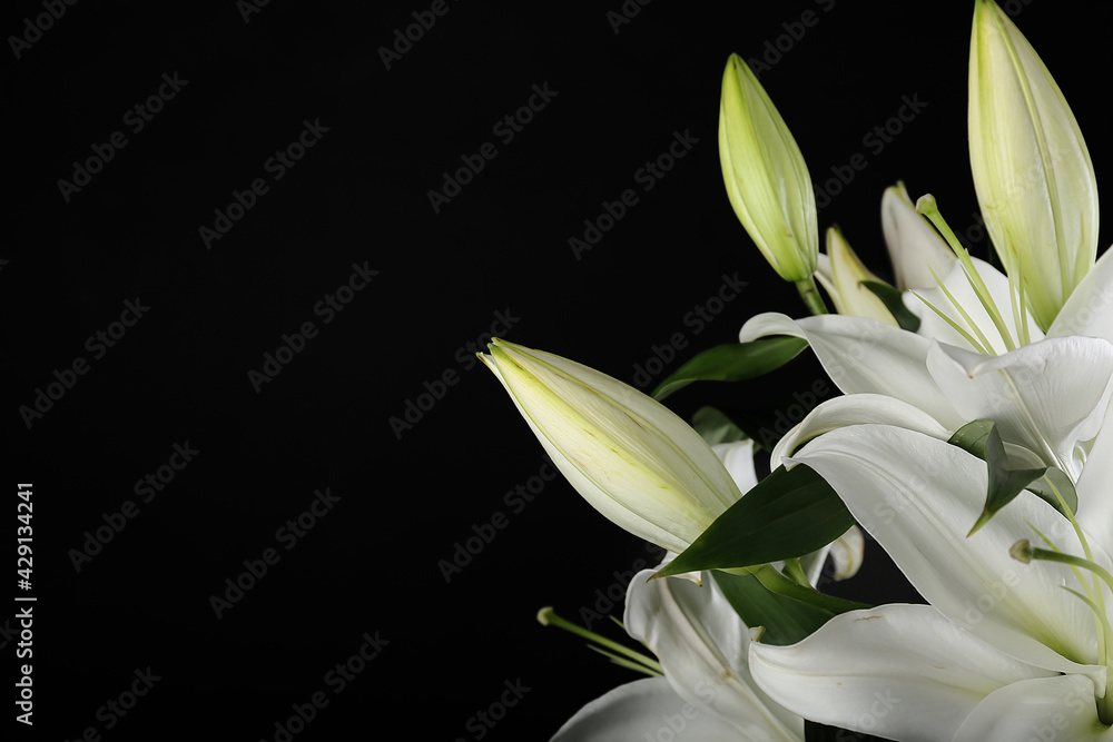 Fototapeta premium Beautiful lily flowers on dark background, closeup