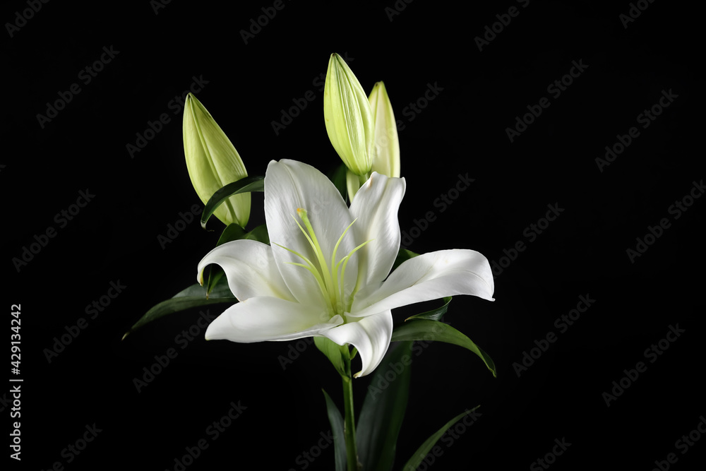 Beautiful lily flowers on dark background