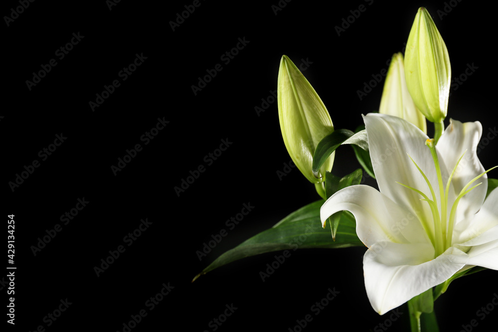 Beautiful lily flowers on dark background