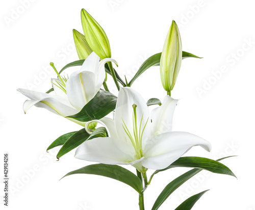 Beautiful lily flowers on white background © Pixel-Shot