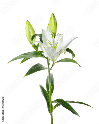 Fototapeta Naklejka Na Ścianę i Meble -  Beautiful lily flowers on white background
