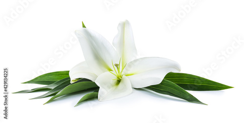 Beautiful lily flower on white background © Pixel-Shot