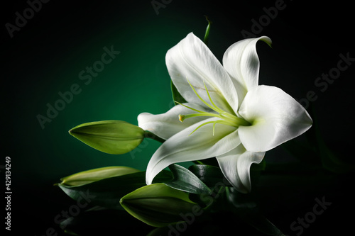 Beautiful lily flowers on dark color background