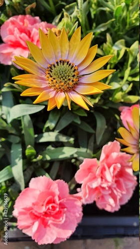Wallpaper Mural Yellow and pink spring flowers in garden Torontodigital.ca