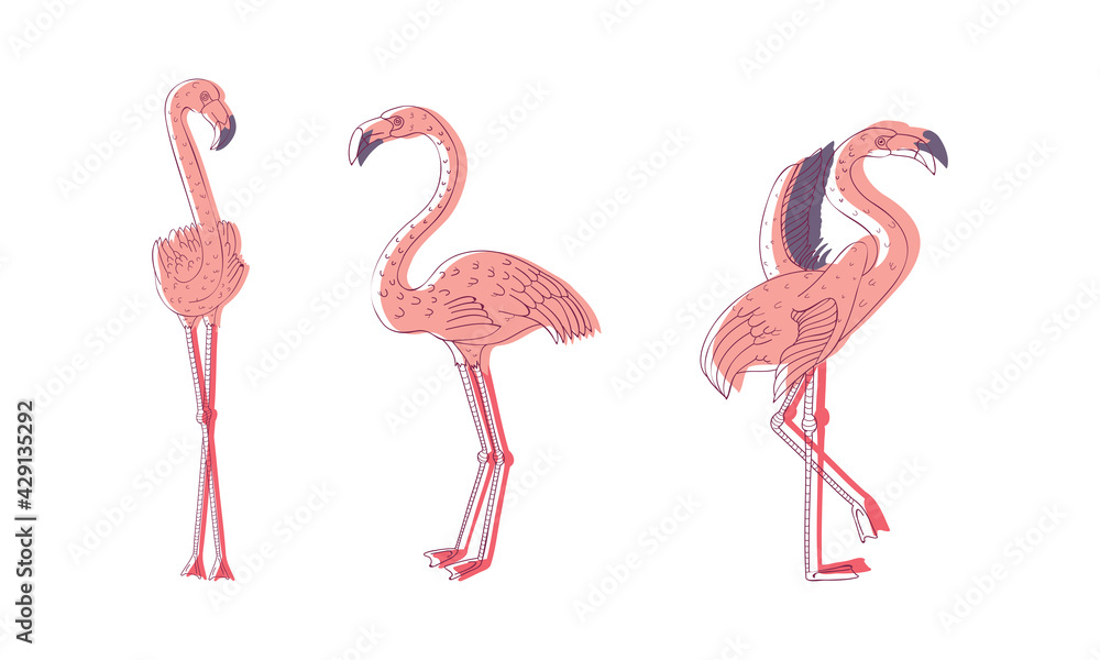 Obraz premium Pink Flamingo Bird with Long Curved Neck and Legs in Different Poses Vector Set