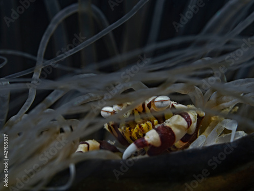 Harlequin Swimmer Crab; Harlekin Schwimmkrabbe (Lissocarcinus laevis) photo