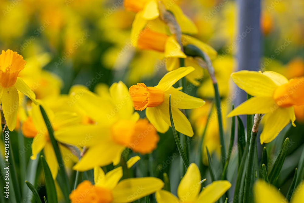 narcissus cultivar bloom in garden detail narcissus cultivar bloom in garden detail