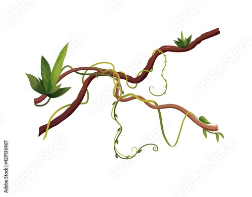 Liana or vine winding branches cartoon vector illustration. Jungle tropical climbing plants.	