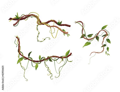 Liana or vine winding branches cartoon vector illustration. Jungle tropical climbing plants.	