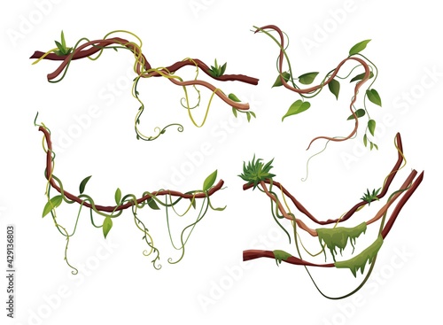 Liana or vine winding branches cartoon vector illustration. Jungle tropical climbing plants.	