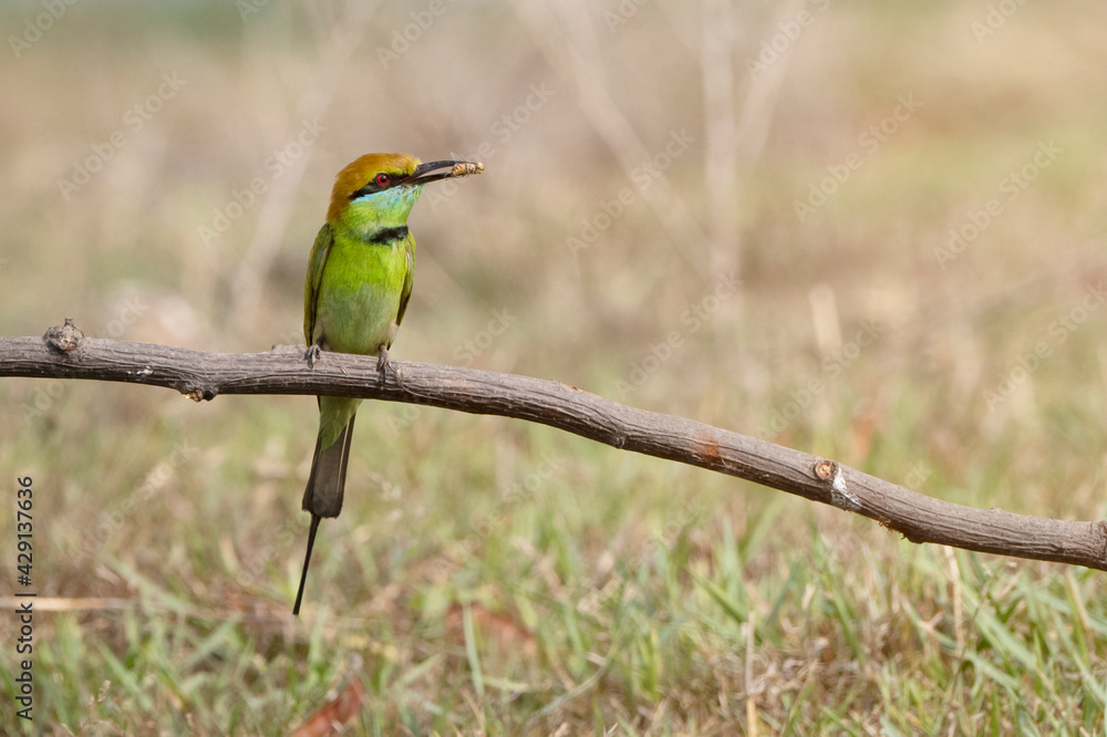 Fototapeta premium beautiful bird Chestnut headed Bee eater on a branch.(Merops leschenaulti) 
