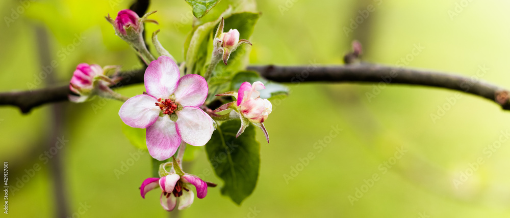 Blooming apple branch at spring garden against unfocused green grass background. Blooming apple branch at spring garden against unfocused green grass background.