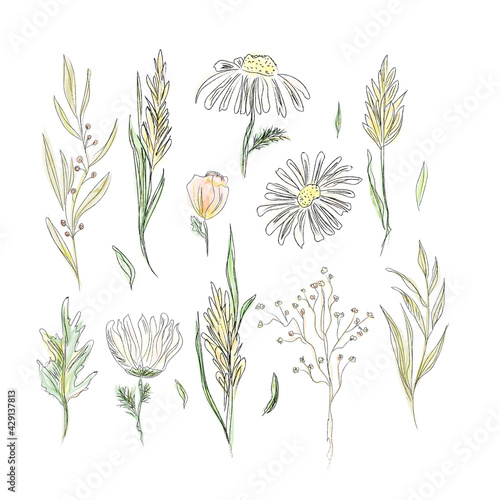 wildflowers and herbs hand drawing in pencil. Isolated, outline. For the design of packaging, posters, invitations, cards.