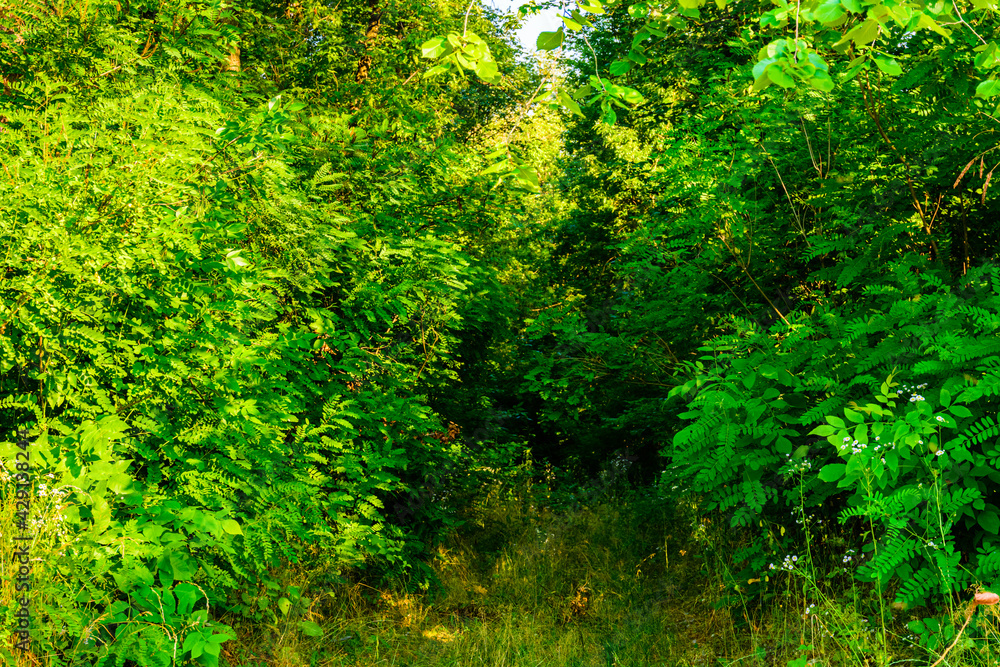 View on green forest at summer