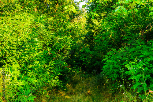 View on green forest at summer