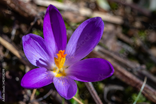 Crocus plant in the forest, macro shoot