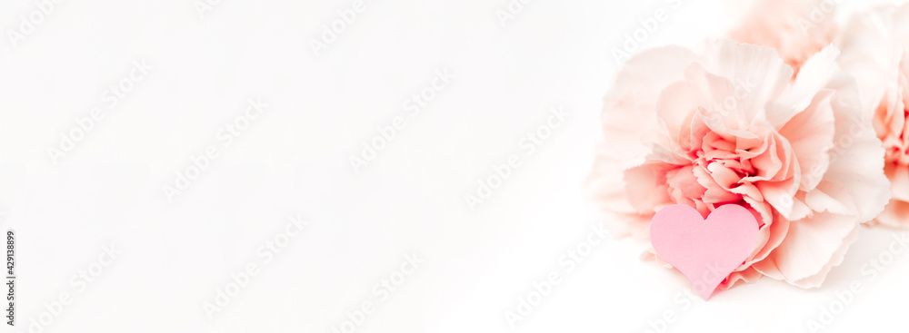 Pink carnation isolated on white background with heart symbol of love. Copy space. Banner. Delicate decoration. Postcard with text place or congratulation words. Beautiful card. Flower shop. Close-up
