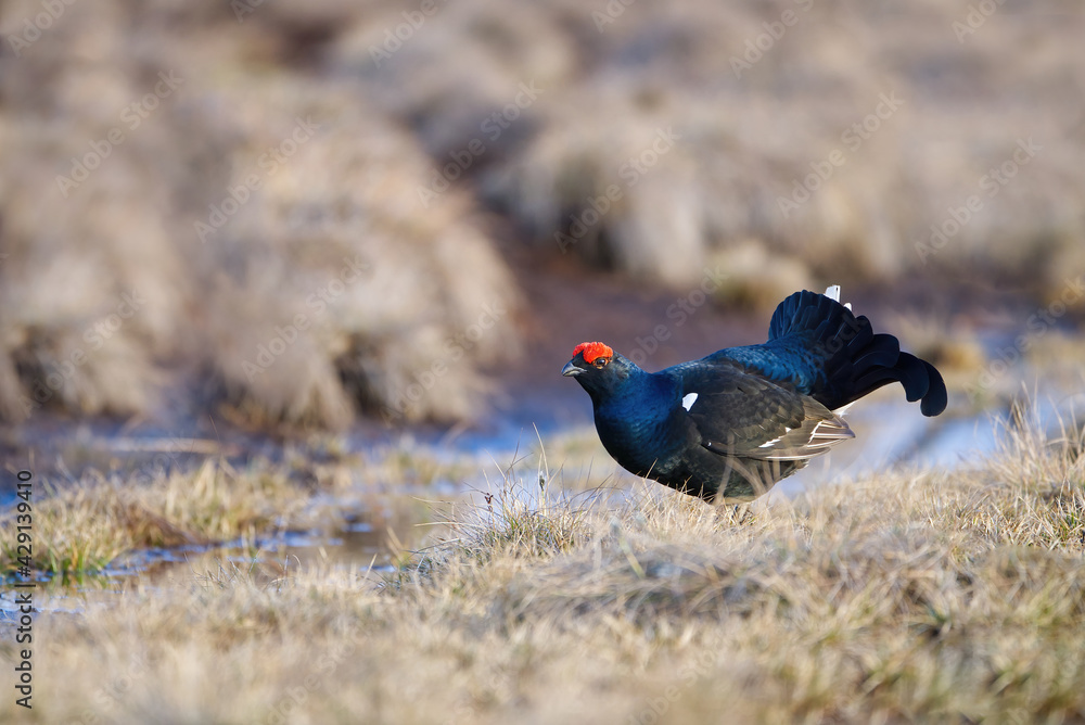 Lekking black grouse at morning on spring bog. Spring colors of morning moors with black grouse, blackcock. Lekking Male Black Grouse lek game at sunrise. Lyrurus tetrix lekking in Estonia, Saaremaa Lekking black grouse at morning on spring bog. Spring colors of morning moors with black grouse, blackcock. Lekking Male Black Grouse lek game at sunrise. Lyrurus tetrix lekking in Estonia, Saaremaa