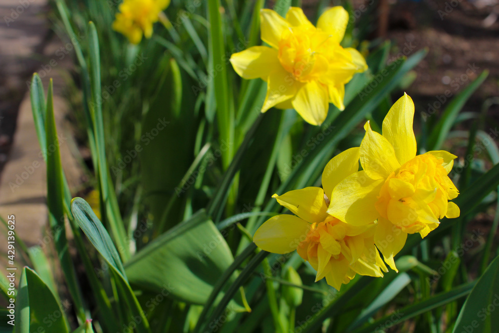 Yellow daffodils flower bed.nature background Yellow daffodils flower bed.nature background