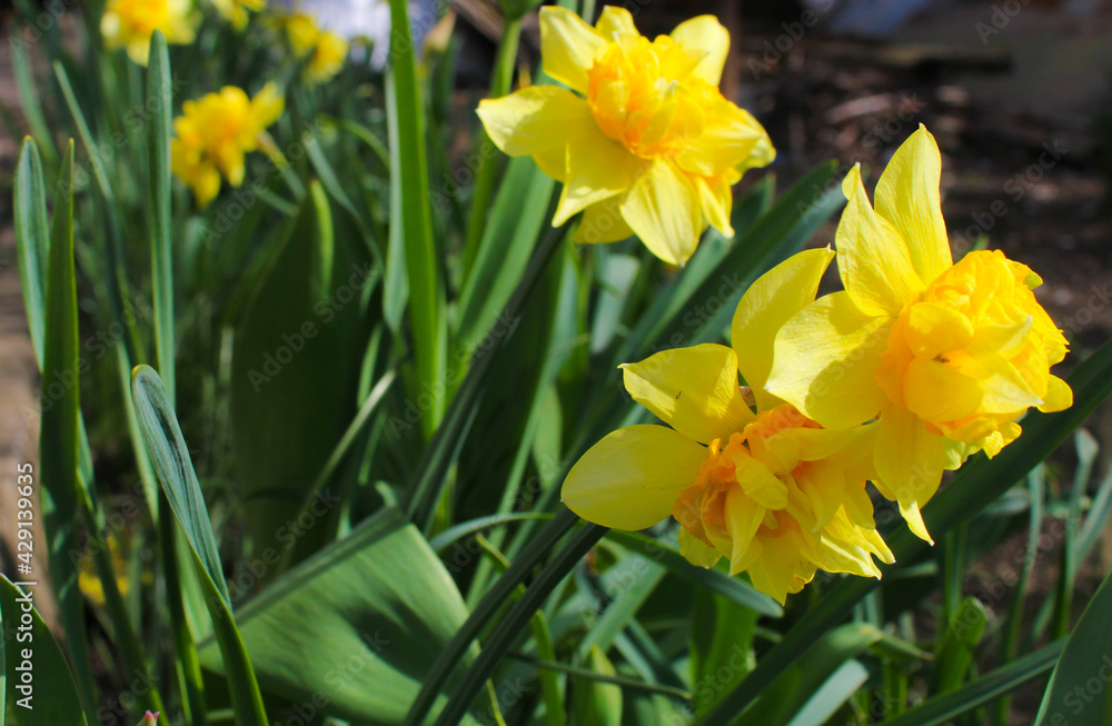 Yellow daffodils flower bed.nature background Yellow daffodils flower bed.nature background