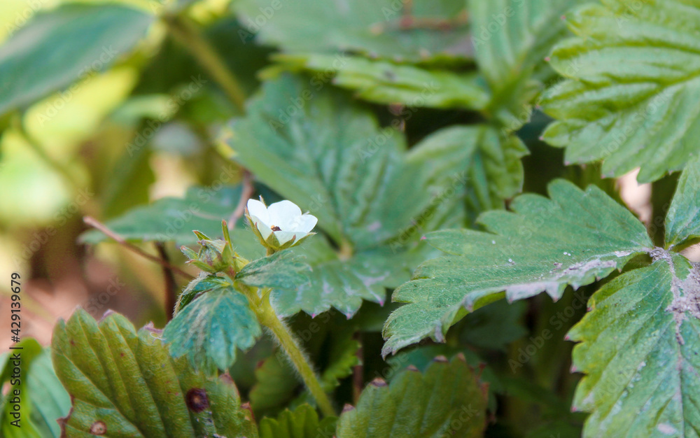 Strawberry season is coming soon. The berries have already given color. Now a flower, and in summer strawberries Strawberry season is coming soon. The berries have already given color. Now a flower, and in summer strawberries