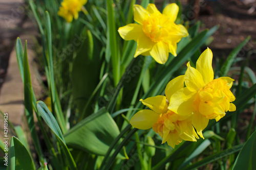 Yellow daffodils flower bed.nature background