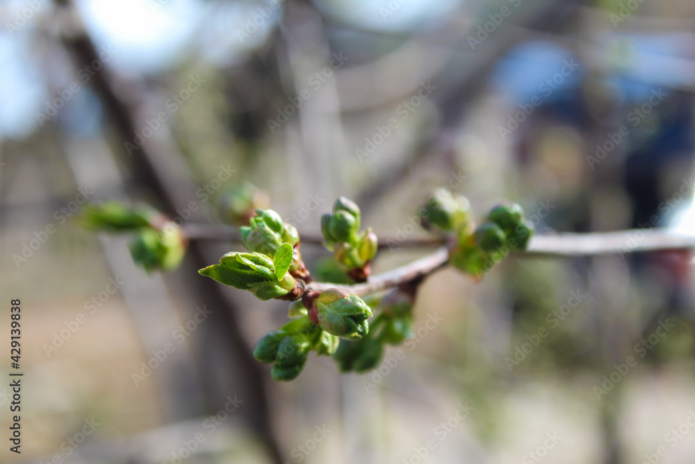 Spring time. Branches blossomed in the trees Spring time. Branches blossomed in the trees