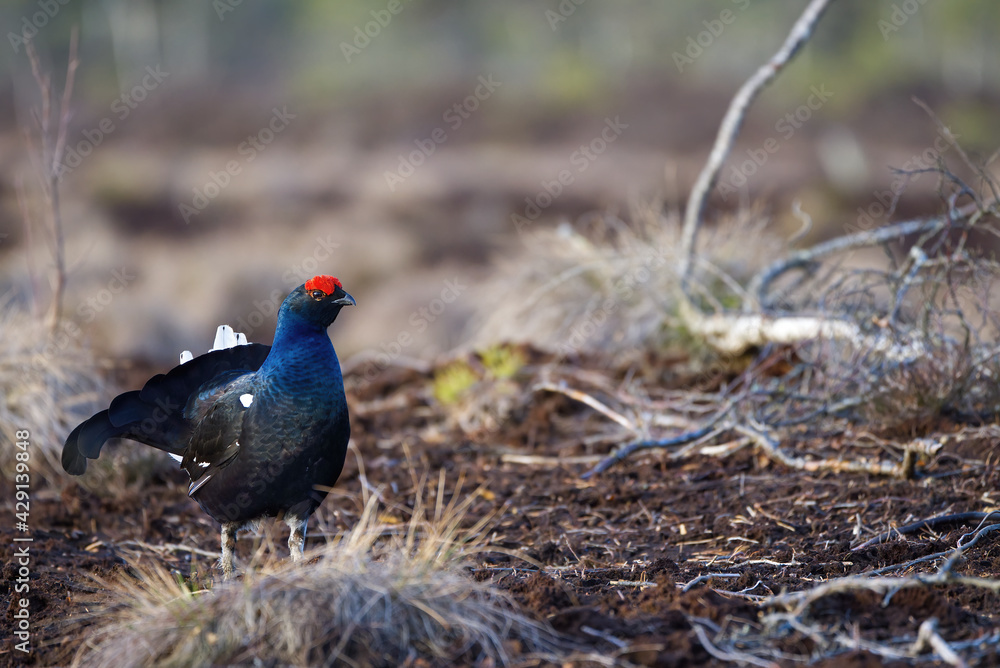 Lekking black grouse at morning on spring bog. Spring colors of morning moors with black grouse, blackcock. Lekking Male Black Grouse lek game at sunrise. Lyrurus tetrix lekking in Estonia, Saaremaa Lekking black grouse at morning on spring bog. Spring colors of morning moors with black grouse, blackcock. Lekking Male Black Grouse lek game at sunrise. Lyrurus tetrix lekking in Estonia, Saaremaa